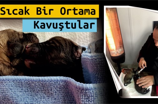 İki Yavru Köpek Korumaya Alındı