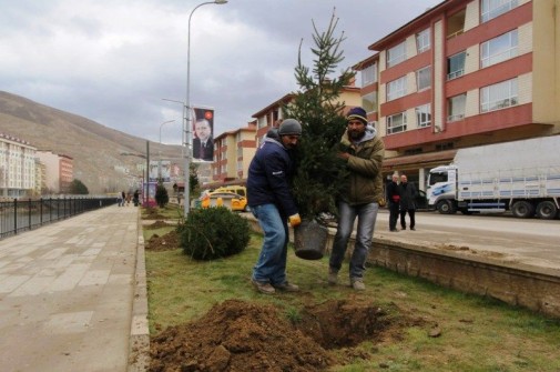 Belediyemizden Ağaçlandırma Hamlesi
